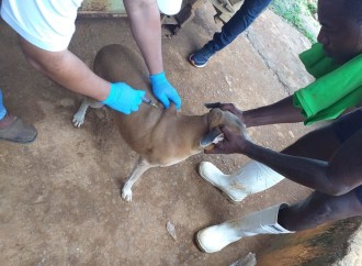 Autoridades realizan jornada de vacunación y desparasitación de perros en Centro Penitenciario La Joyita