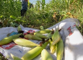 Arranca la cosecha de maíz a los centros femeninos