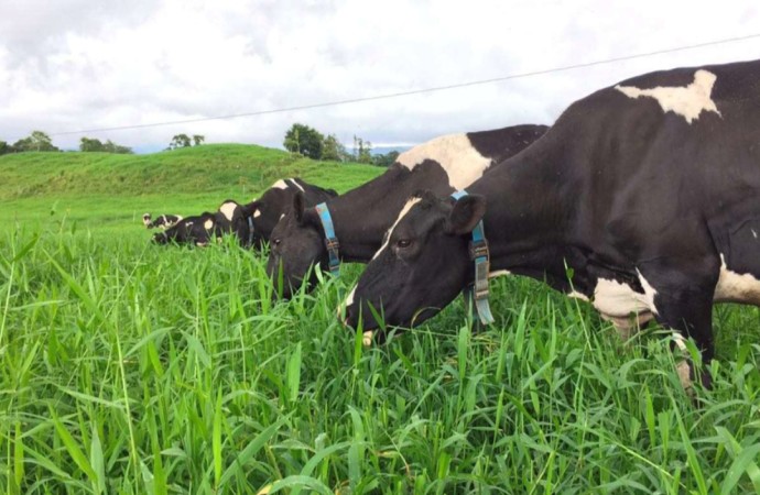 Collares inteligentes para bovinos, tecnología que mejora la eficiencia económica y la producción de leche