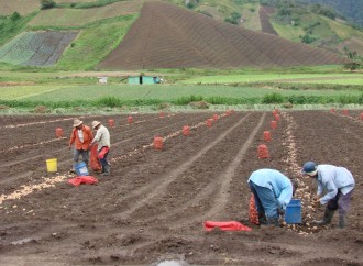 Panamá Solidario y su impacto en el agro y la agroindustria