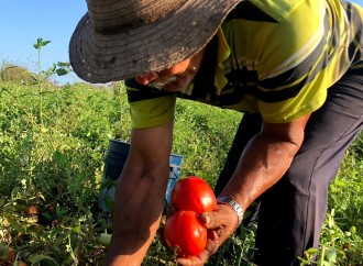 Panamá Solidario prioriza producción nacional e impulsa sector agropecuario