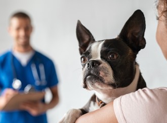 ¿Por qué es importante esterilizar a nuestras mascotas?
