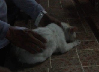Frustran ingreso de sustancias ilícitas amarradas al cuello de un gato