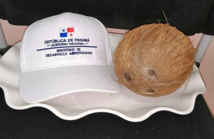 Se reactivan las cosecha de coco en Colón