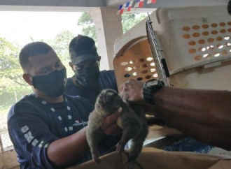 Rescatan mono en Nueva Esperanza
