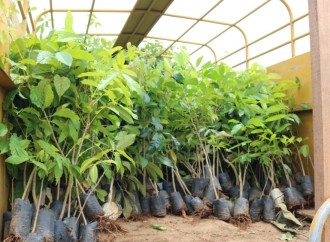 Mingob aporta mil plantones para la reforestación