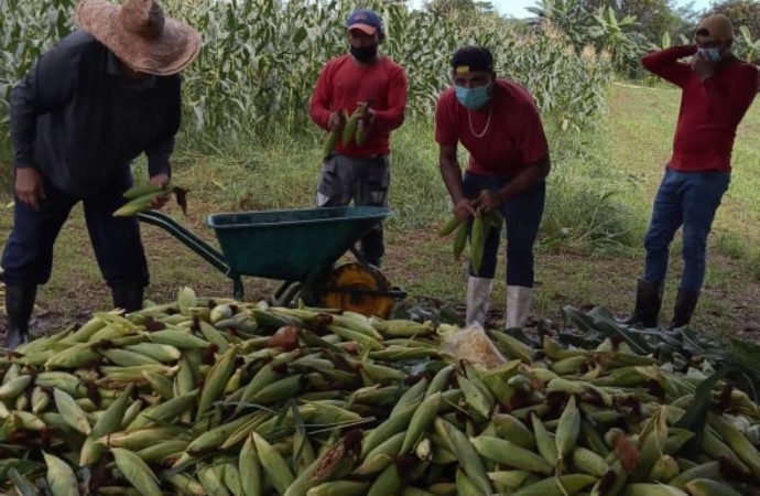 Al ritmo de la saloma cosechan maíz en Llano Marín