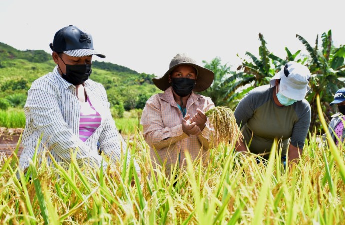 Mujeres de los programas de las transferencias monetarias cosecharon arroz orgánico en parcelas de alto rendimiento