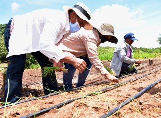 Mujeres rurales combaten la pobreza con la siembra de cebollas   