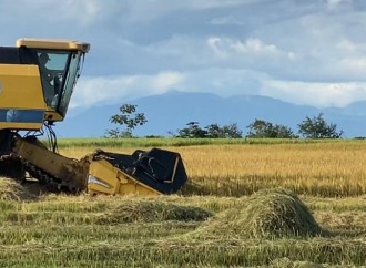 Varela Hermanos apuesta al desarrollo del agro y realiza su primera cosecha de arroz