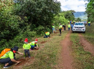 Voluntarios de Naturgy plantaron 300 pinos en la Reserva Forestal La Yeguada