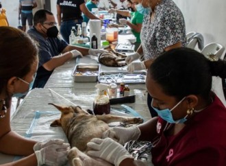 Fundación Manchitas esterilizó a más de 25 mil animales en 2021