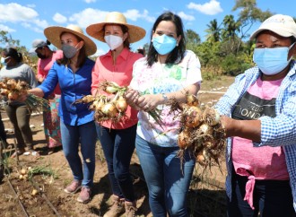 Mujeres rurales de las Redes de Familia del Mides cosechan cebollas orgánicas en Coclé