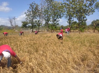 Inicia cosecha de arroz en el centro penitenciario Llano Marín