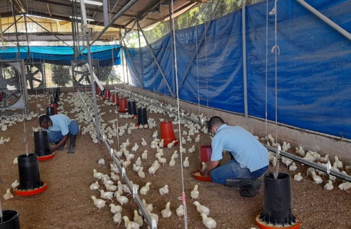 Inicia proyecto avícola con más de 6 mil pollos en el Centro de Cumplimiento de Las Garzas