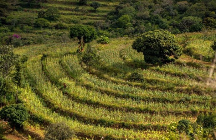 Mastercard expande reforestación en 4 nuevas zonas en América Latina para conmemorar el Día Internacional de la Tierra