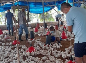 Culmina con éxito cosecha avícola en Centro de Custodia y Cumplimiento de Las Garzas