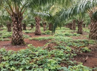 Panamá certifica una finca productora de palma aceitera sostenible, por primera vez
