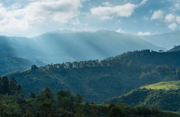 P&G y PriceSmart promueven la reforestación en Panamá con apoyo de ANCON