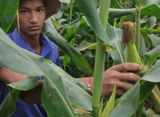 IPT Capira cosecha 18 mil mazorcas de maíz en dos días