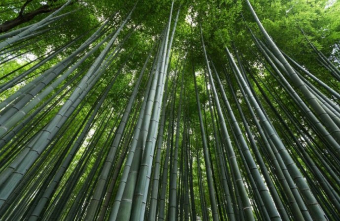 El bambú, una alternativa sustentable para la construcción en México, Latinoamérica y el mundo