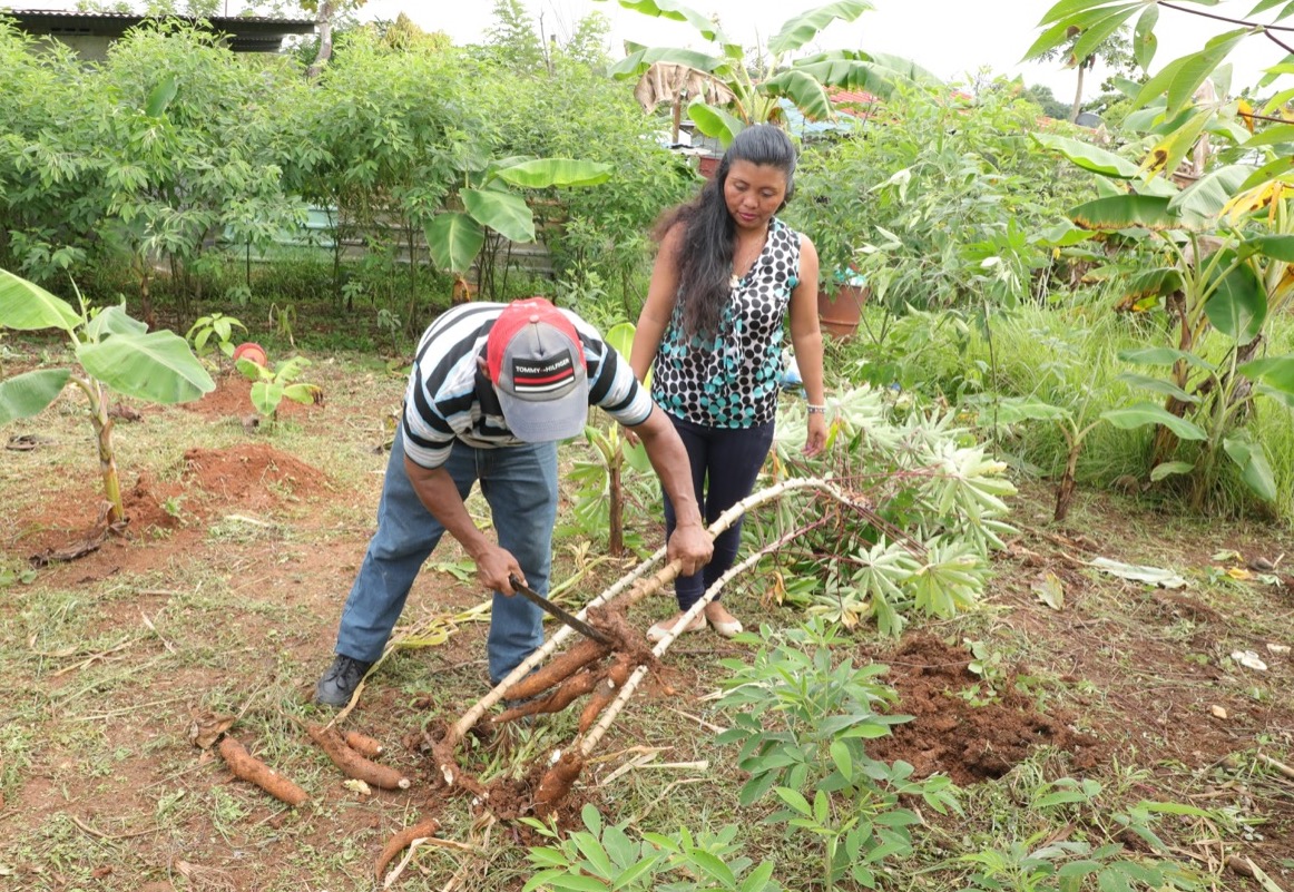 Familias de Panamá Este están produciendo alimentos en granjas autosostenibles con apoyo del MIDES