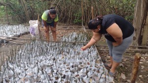 Organización de mujeres aporta a la conservación de la biodiversidad costarricense y reforesta el manglar de Chomes