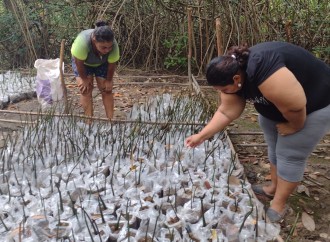 Organización de mujeres aporta a la conservación de la biodiversidad costarricense y reforesta el manglar de Chomes