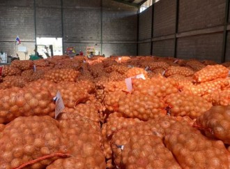 IMA adquiere 508 quintales de cebolla de productores de Coclé y Azuero