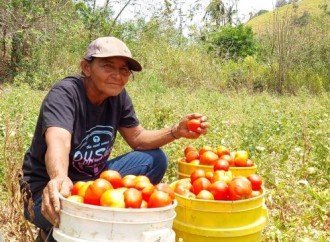 Luzmila Carbajal, una orgullosa productora de tomates del programa Redes de Familia