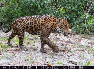 Avance histórico: IA revela la presencia de cinco jaguares en la reserva de humedales en Dzilam, Yucatán, México