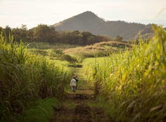 Varela Hermanos cosecha 1500 hectáreas de caña de azúcar durante temporada de zafra 2023