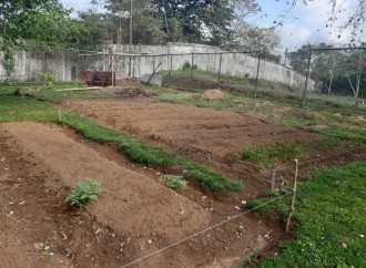 Inicia nueva temporada agrícola en el Centro de Custodia y Cumplimiento Residencia Femenina