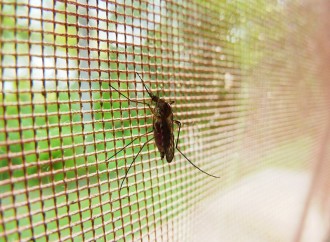 Síntomas y prevención de la malaria: Cómo protegerte y buscar ayuda médica