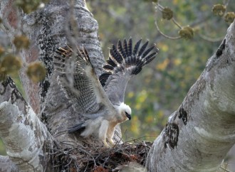 Cobre Panamá y Fondo Peregrino reafirman alianza para seguir contribuyendo a la conservación del Águila Harpía en Panamá