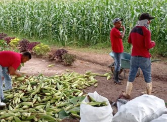 Privados de libertad de Llano Marín cosechan más de cinco mil mazorcas de maíz