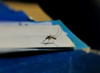 ¿Cómo prevenir el dengue?, 4 consejos que te ayudarán a reducir el riesgo de picaduras de mosquitos