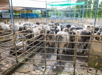 Pequeños ganaderos reciben sementales durante GTC en la provincia de Veraguas