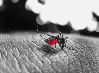 Autoridades de Salud hace un llamado a bocatoreños para redoblar acciones en la lucha contra el dengue