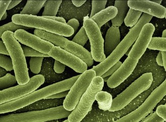 Científicos de Mayo Clinic descifran código genético de especies bacterianas patógenas para empoderar a medicos en diagnósticos y tratamientos de pacientes