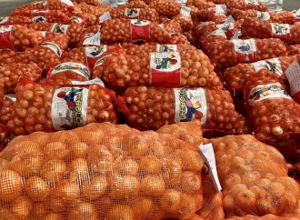 Productores de cebolla de Coclé reciben pago del IMA por más de 2.4 millones de Balboas