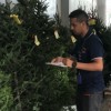 La Acodeco realiza monitoreo de precios de arbolitos de Navidad
