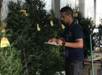 La Acodeco realiza monitoreo de precios de arbolitos de Navidad