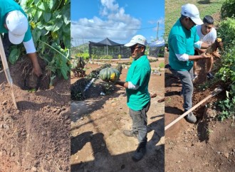 Vivero Sembrando Paz en Tinajitas brinda cosecha exitosa de hortalizas y verduras