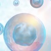 Estudio de la SRI revela que metformina mejora resultados reproductivos en pacientes con resistencia a la insulina