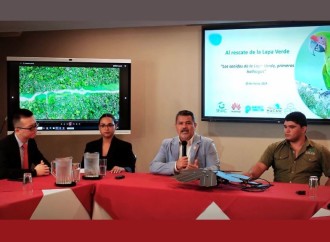 Hallazgos prometedores para la conservación de la Lapa Verde en Costa Rica